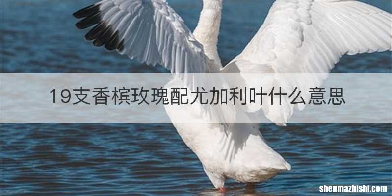 19支香槟玫瑰配尤加利叶什么意思