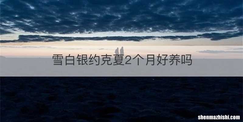 雪白银约克夏2个月好养吗