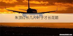 朱顶红长几片叶子才长花箭