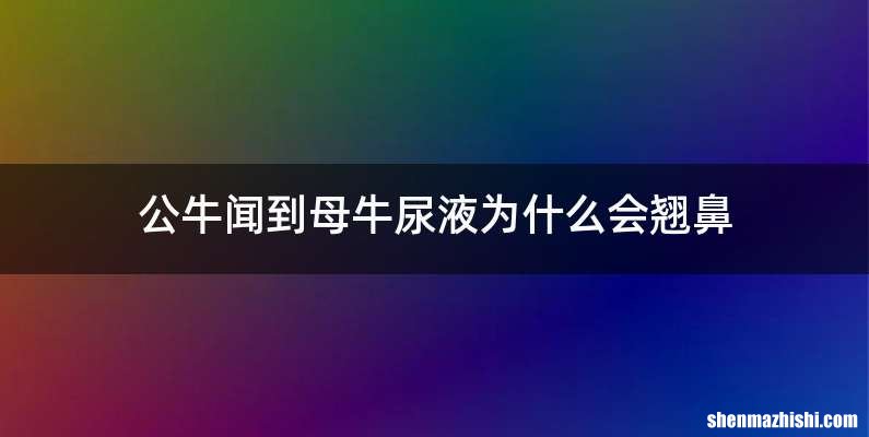 公牛闻到母牛尿液为什么会翘鼻