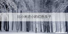 比小米还小的红色虫子