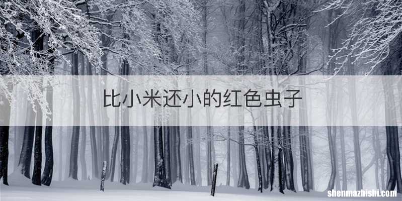 比小米还小的红色虫子