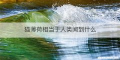 猫薄荷相当于人类闻到什么