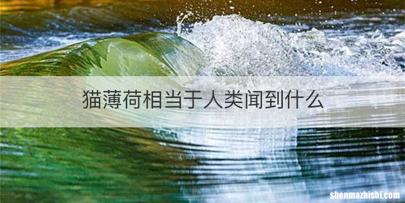 猫薄荷相当于人类闻到什么