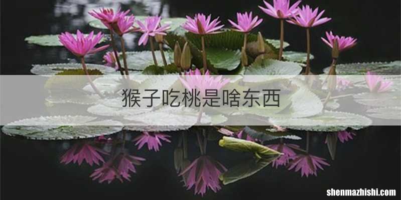 猴子吃桃是啥东西