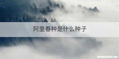 阿里春种是什么种子