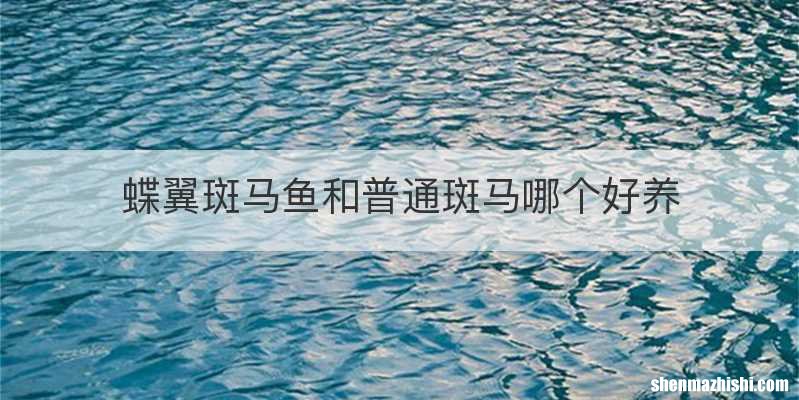 蝶翼斑马鱼和普通斑马哪个好养