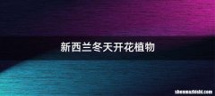 新西兰冬天开花植物