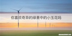 你喜欢奇异的绿果中的小玉花吗