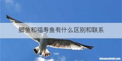 鲫鱼和福寿鱼有什么区别和联系