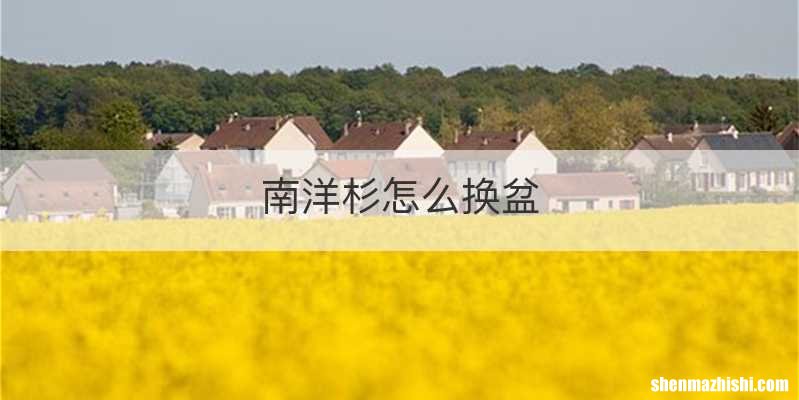 南洋杉怎么换盆