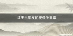 红枣当年发的枝条坐果率