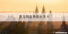 黑龙睛金鱼能长多大