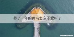 养了一年的黄鸟怎么不爱叫了