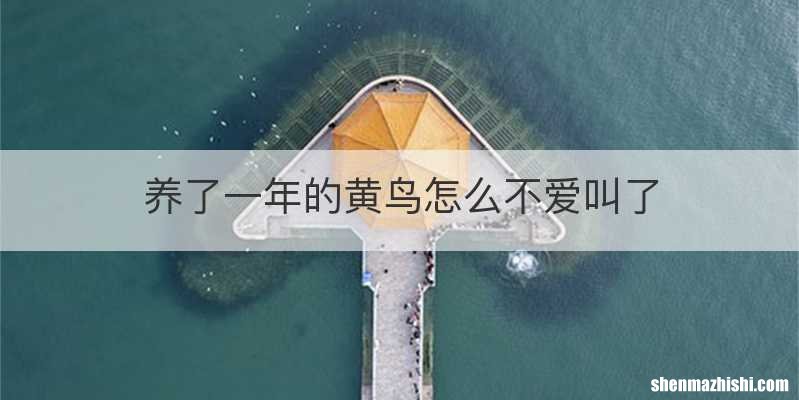养了一年的黄鸟怎么不爱叫了