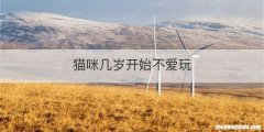 猫咪几岁开始不爱玩