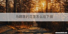马蹄莲的花茎怎么往下倒