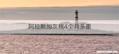 阿拉斯加灰桃4个月多重
