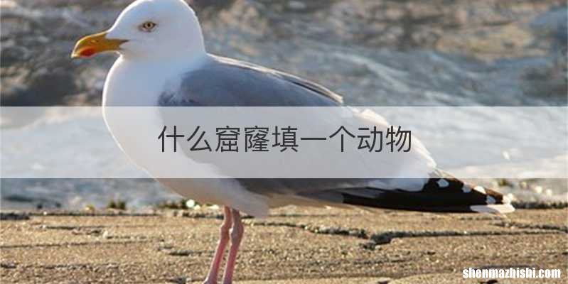什么窟窿填一个动物
