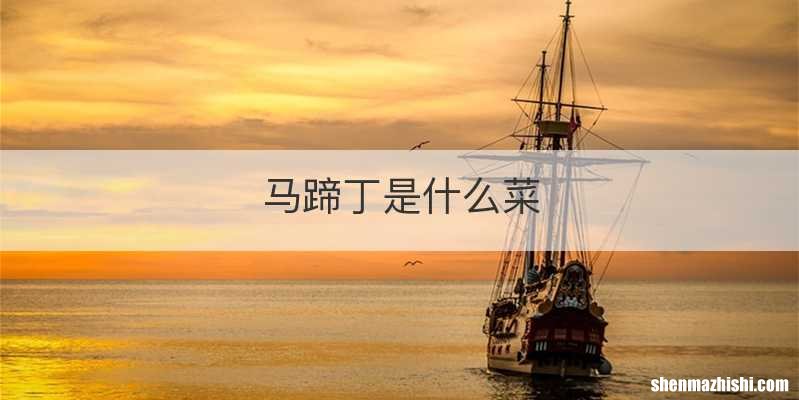 马蹄丁是什么菜