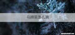 马蹄菜怎么摘