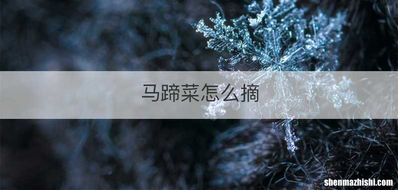 马蹄菜怎么摘