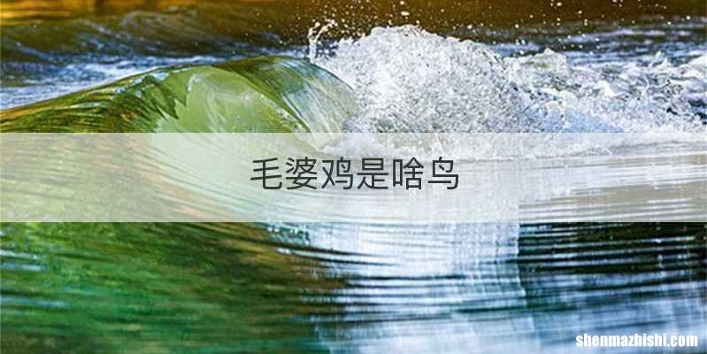 毛婆鸡是啥鸟