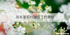 风车茉莉扦插活了的表现