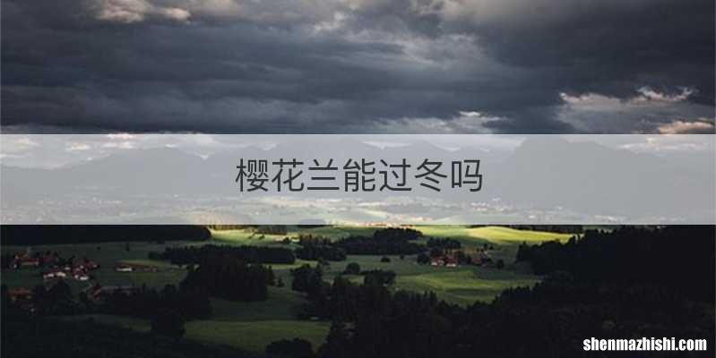 樱花兰能过冬吗