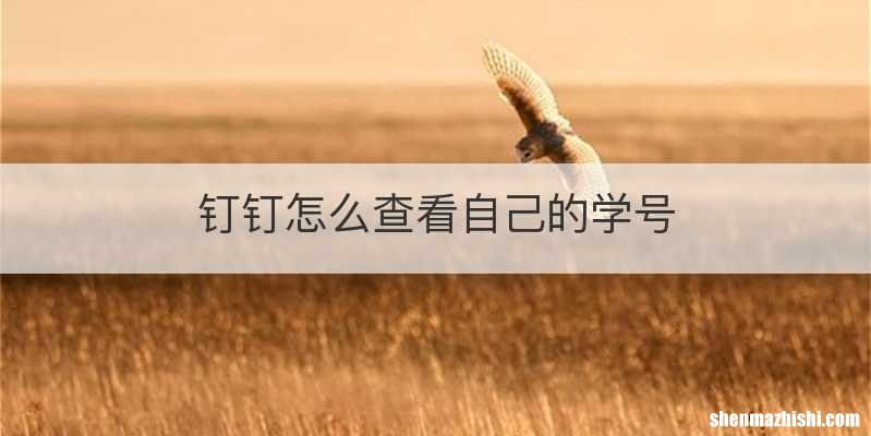 钉钉怎么查看自己的学号