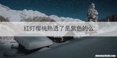 红灯樱桃熟透了是紫色的么