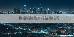 一棵樱桃树能开花结果吗吗