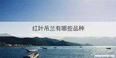 红叶吊兰有哪些品种