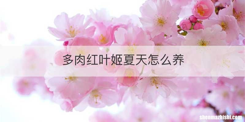 多肉红叶姬夏天怎么养