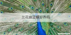 兰花幽蓝蝶好养吗