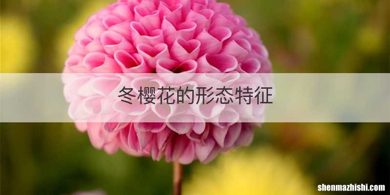 冬樱花的形态特征