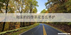 刚买的四季茶花怎么养护