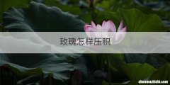 玫瑰怎样压积