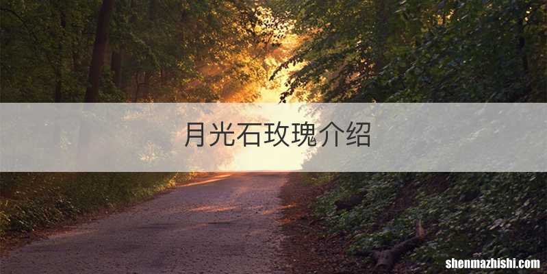 月光石玫瑰介绍