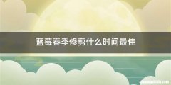 蓝莓春季修剪什么时间最佳