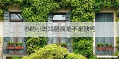 养的小斑鸠腿瘸是不是缺钙