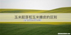 玉米胚芽和玉米糠皮的区别