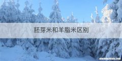 胚芽米和羊脂米区别