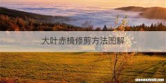 大叶赤楠修剪方法图解