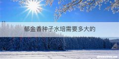郁金香种子水培需要多大的