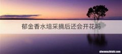 郁金香水培采摘后还会开花吗