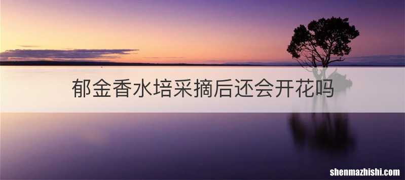 郁金香水培采摘后还会开花吗