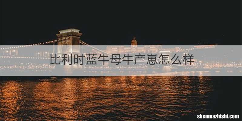 比利时蓝牛母牛产崽怎么样