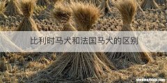 比利时马犬和法国马犬的区别