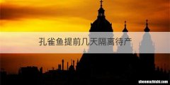 孔雀鱼提前几天隔离待产